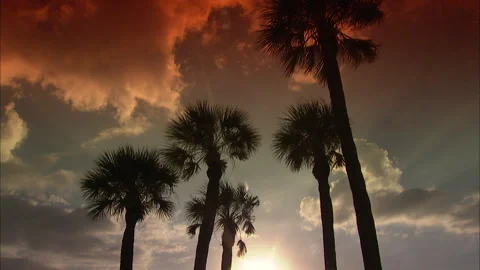 Florida-Palm trees Stock Footage 167547831
