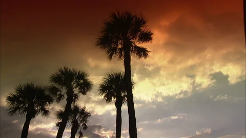 Florida-Palm trees Stock Footage 167547961
