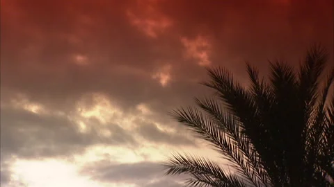 Florida-Palm Trees perfect for title backgrounds Stock Footage 167546971