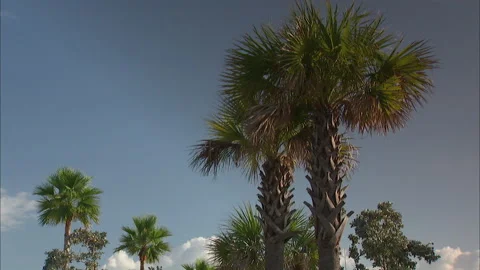 Florida-Palm Trees perfect for title backgrounds Stock Footage 167547337