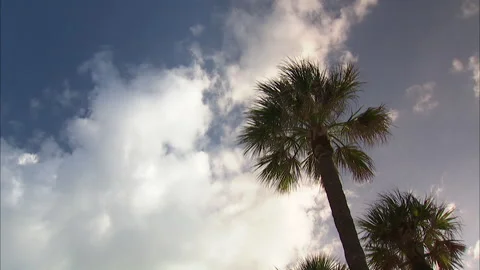 Florida-Palm Trees perfect for title backgrounds Stock Footage 167547343