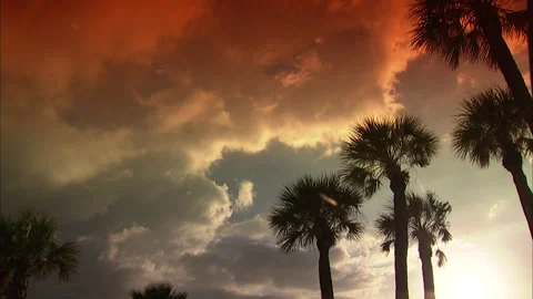 Florida-Palm Trees perfect for title backgrounds Stock Footage 167547947