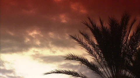 Florida-Palm Trees perfect for title backgrounds Stock Footage 167547969