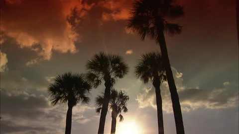 Florida-Palm Trees perfect for title backgrounds Stock Footage 167548099