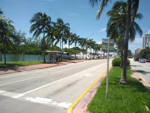 Florida Palm Trees Stock Photos