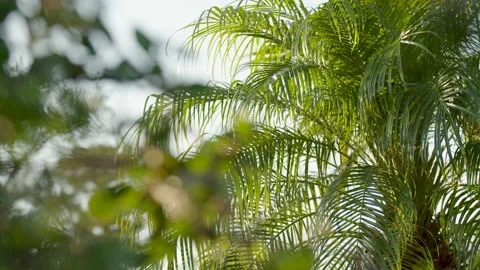 Florida Palms In Evening Glow Stock Footage 152196469
