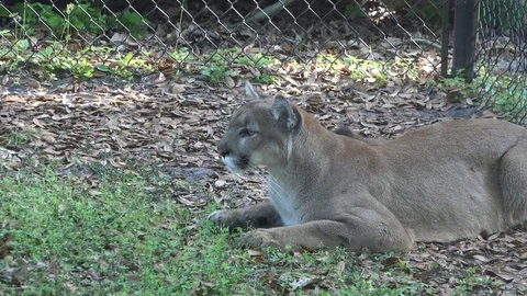 Florida Panther, Felis concolor coryi, in a captive breeding program. 4K Stock Footage