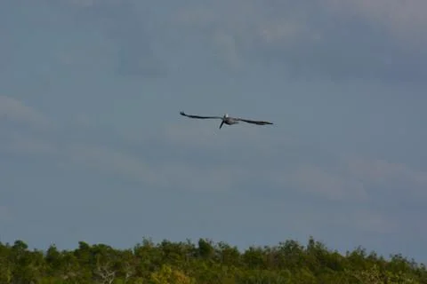 A Florida Pelican Stock Photos