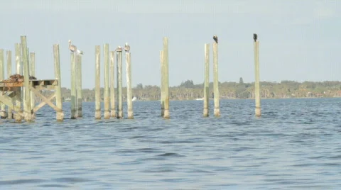 Florida Pelicans Stock Footage 609833