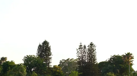 Florida pine tree at sunset Video stock 63115747