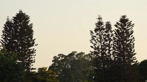 Florida pine tree at sunset Video stock 63115859