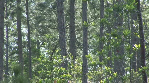 Florida Pine trees Stock Footage 645263