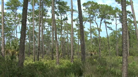Florida pine woods Video stock 763666