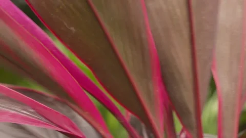 Florida Plant Blowing in the Wind Stock Footage 202988933