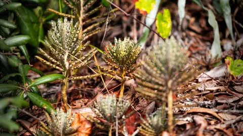 Florida Plants Stock Photos
