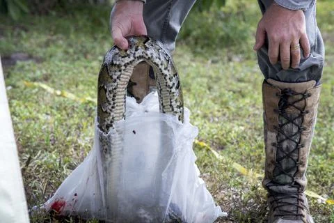 Florida python hunting, Fort Lauderdale, USA - 13 Aug 2022 Photos