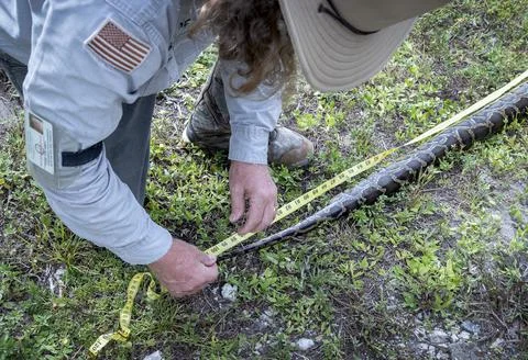 Florida python hunting, Fort Lauderdale, USA - 13 Aug 2022 写真素材
