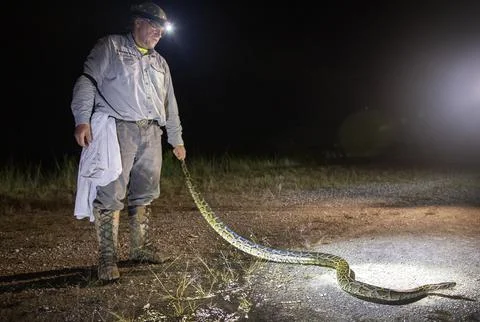 Florida python hunting, Fort Lauderdale, USA - 13 Aug 2022 스톡 사진