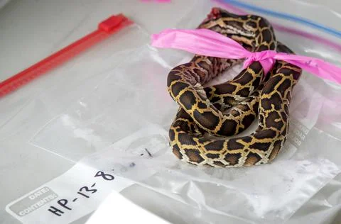 Florida python hunting, Fort Lauderdale, USA - 13 Aug 2022 Stock Photos