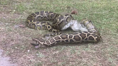Florida Python Regurgitates a Wading Bird, Ochopee, Florida, USA - 11 Jan 2020 Stockbeeldmateriaal 205361626