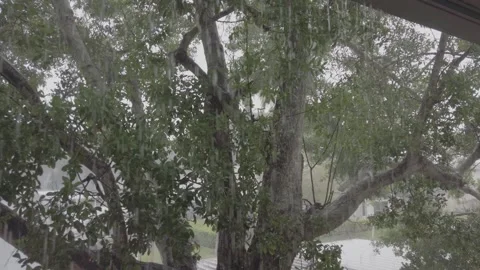 Florida Rain falling view from over balcony edge. Green plants and water. Stock Footage 241631305