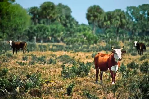Florida ranch Stock Photos