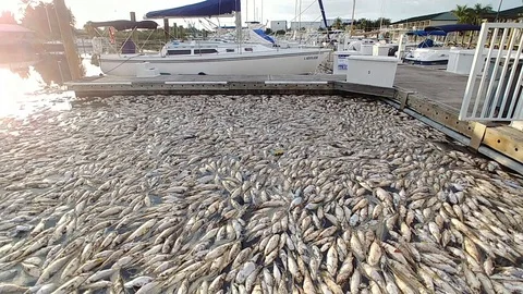 Florida Red Tide Fish Kill at Marina Stock Footage