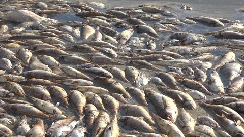 Florida Red Tide Fish Kill Medium Stock Footage
