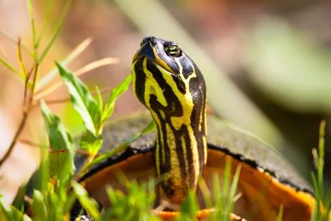 Florida Redbelly Turtle Stock Photos