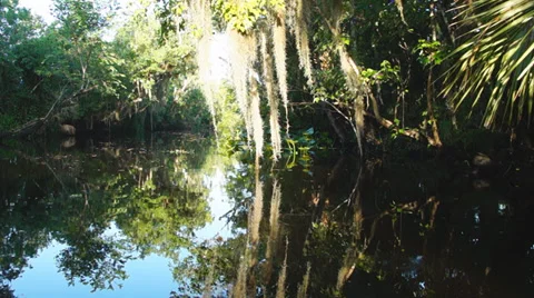 Florida River Swamp Video stock 37304357