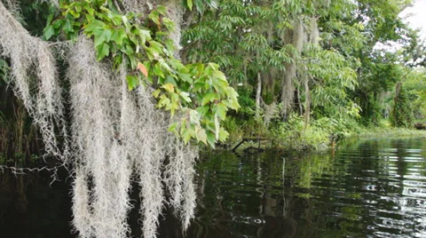 Florida River Swamp Stock Footage