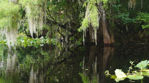 Florida River Swamp Stock Footage 37324895