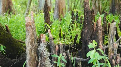 Florida River Swamp Vídeos de archivo 37339233