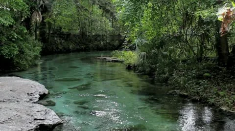 Florida Rock Springs Crystal Clear River (Loop) Stock Footage