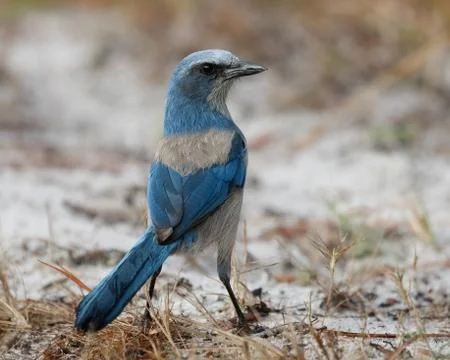 Florida Scrub Jay foraging on the ground - Port Charlotte, Florida Stock Photos