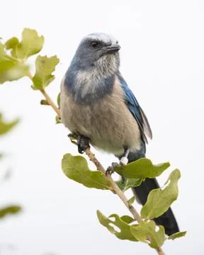 Florida Scrub Jay Stock Photos