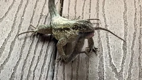 Florida Scrub Lizard Devours Anole Lizard, Florida, USA - 25 Sep 2026 Stock Footage 346730135