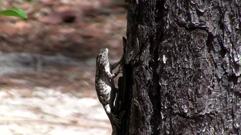 Florida Scrub Lizard Stock Footage 154532386