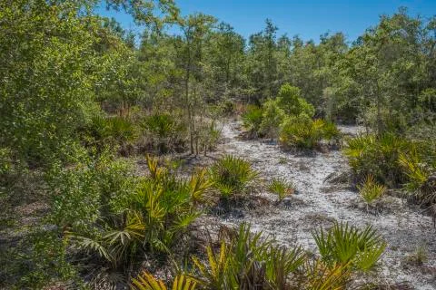 Florida Scrub Stock Photos
