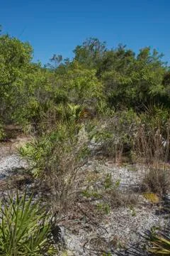 Florida Scrub Stock Photos