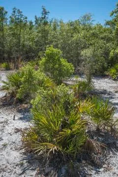 Florida Scrub Stock Photos