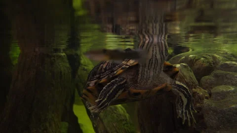 Florida Sea Turtle Underwater Stock Footage 316423612