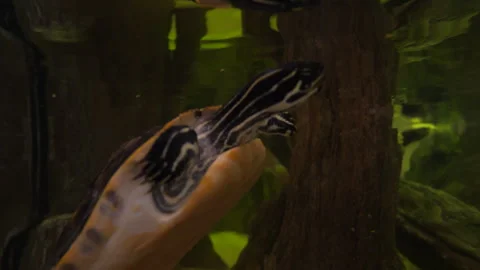 Florida Sea Turtle Underwater Stock Footage 316423631