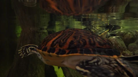 Florida Sea Turtles Underwater Stock Footage 316423637