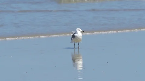 Florida Seagull on beach in water Video stock 74586905