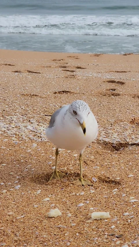 FLORIDA SEAGULL Stock Footage 304445497