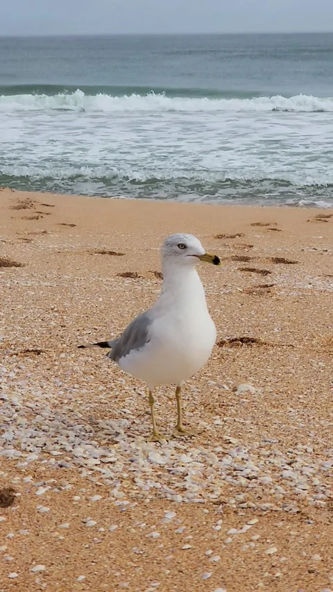 FLORIDA SEAGULL Stock Footage 304445519