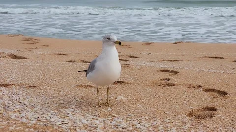 FLORIDA SEAGULL Stock Footage 304445534