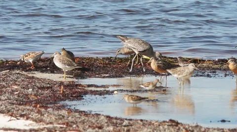 Florida Shorebirds Vídeo Stock 40612201