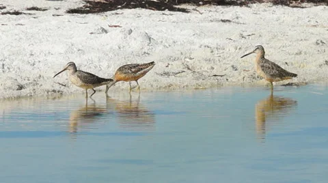 Florida Shorebirds Stock Footage 40612361